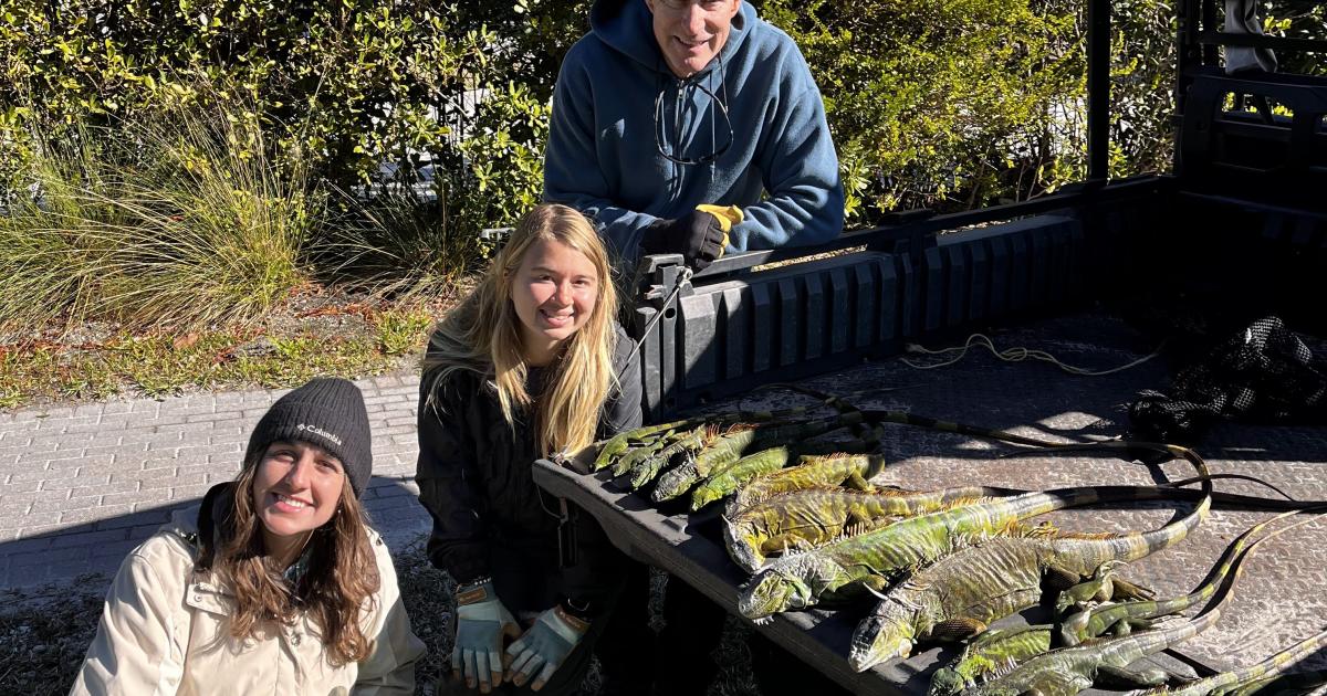 Cold Snap Provides Critical Opportunity for Invasive Species